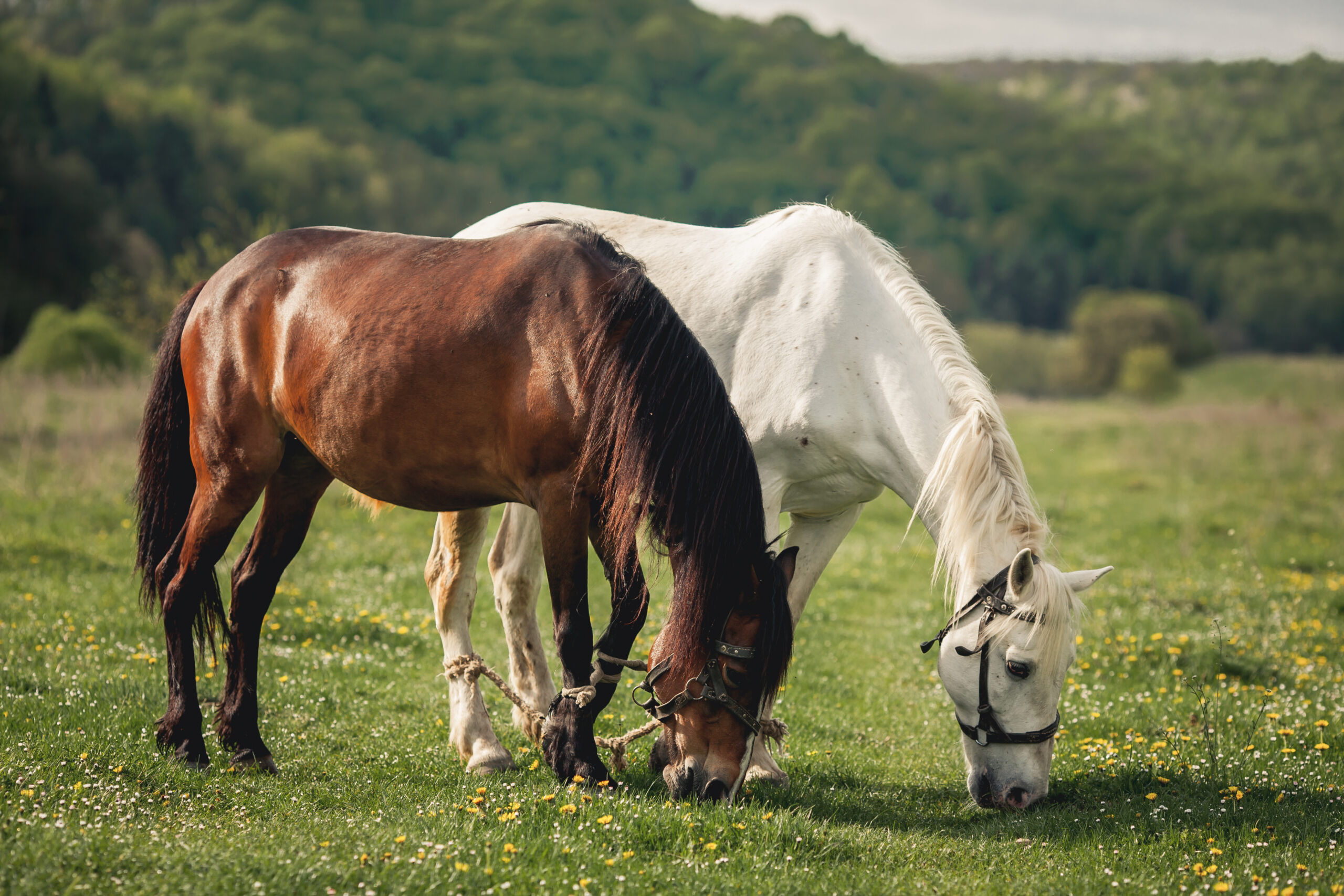 chevaux à tinténiac